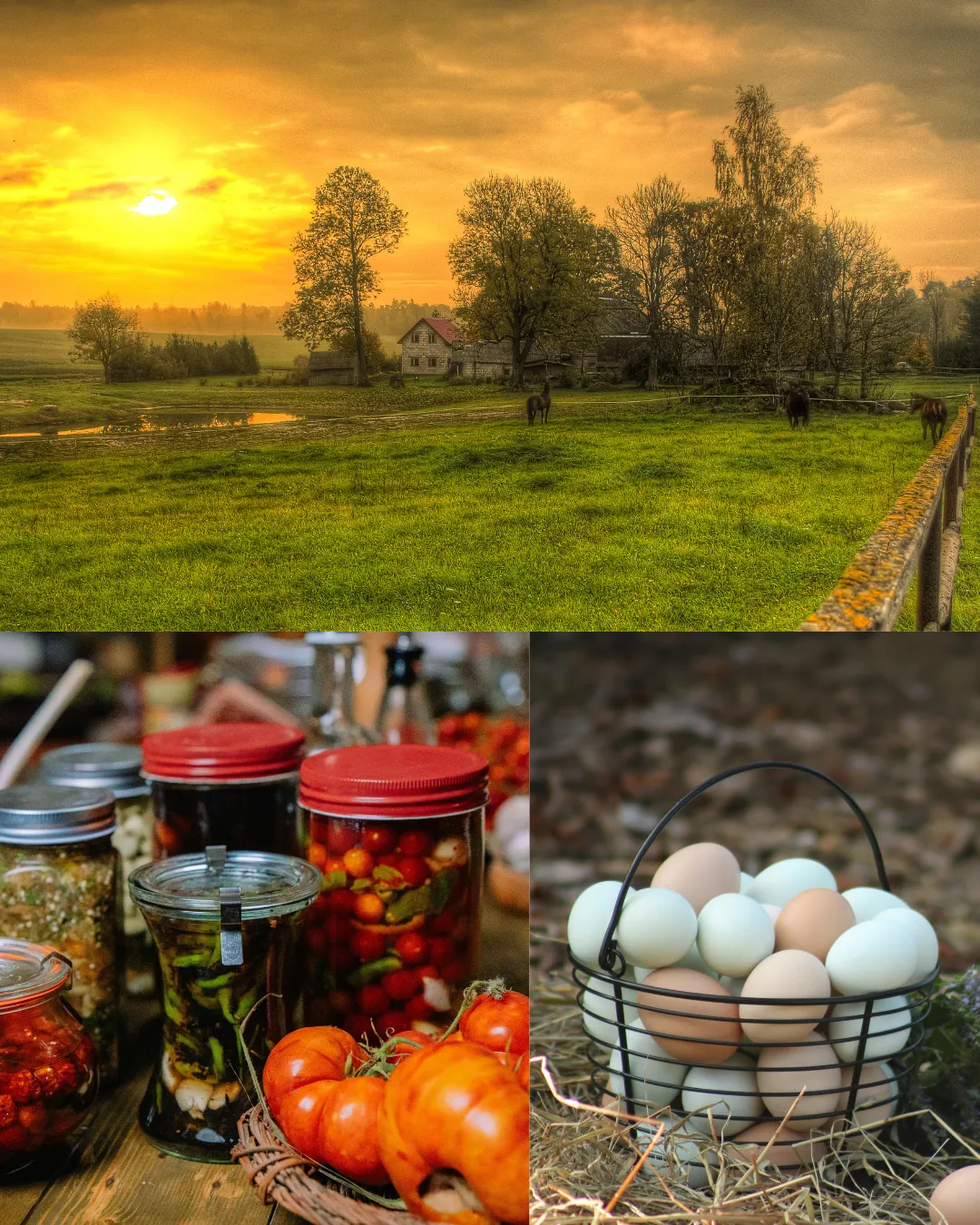 Formation-autonomie alimentaire
